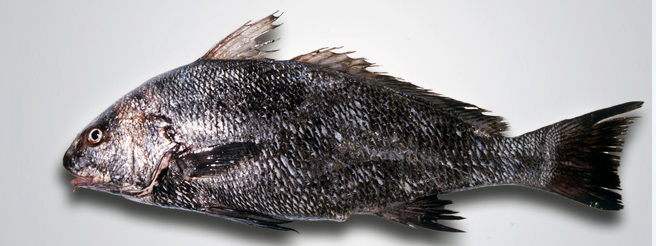 Umbrina ronchus_02.jpg